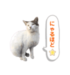 トラとニャンズ②（個別スタンプ：29）