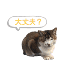トラとニャンズ②（個別スタンプ：31）