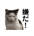 トラとニャンズ②（個別スタンプ：32）