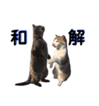 トラとニャンズ②（個別スタンプ：37）