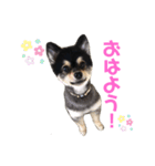 こまち ポメ(ブラックタン)スタンプ（個別スタンプ：1）