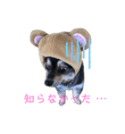 こまち ポメ(ブラックタン)スタンプ（個別スタンプ：9）