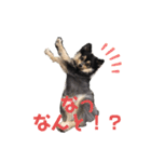 こまち ポメ(ブラックタン)スタンプ（個別スタンプ：11）