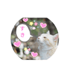 猫な振る舞い2（個別スタンプ：1）