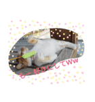 猫な振る舞い2（個別スタンプ：3）