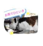 猫な振る舞い2（個別スタンプ：4）