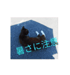 猫な振る舞い2（個別スタンプ：7）