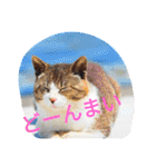 猫な振る舞い2（個別スタンプ：8）