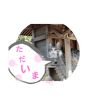 猫な振る舞い2（個別スタンプ：11）
