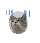 猫な振る舞い2（個別スタンプ：13）