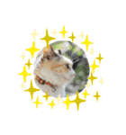 猫な振る舞い2（個別スタンプ：16）