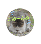 猫な振る舞い2（個別スタンプ：17）