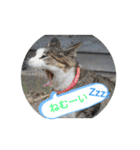 猫な振る舞い2（個別スタンプ：18）