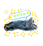 猫な振る舞い2（個別スタンプ：19）