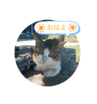 猫な振る舞い2（個別スタンプ：20）