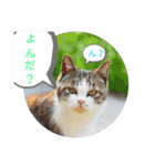 猫な振る舞い2（個別スタンプ：21）