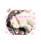 猫な振る舞い2（個別スタンプ：22）