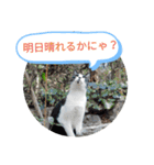 猫な振る舞い2（個別スタンプ：23）