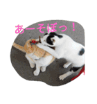 猫な振る舞い2（個別スタンプ：24）