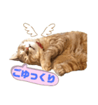 わっ君のちょっと使える日常会話（個別スタンプ：5）