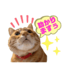 わっ君のちょっと使える日常会話（個別スタンプ：8）