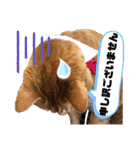 わっ君のちょっと使える日常会話（個別スタンプ：10）