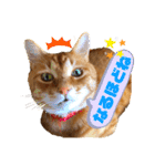 わっ君のちょっと使える日常会話（個別スタンプ：12）
