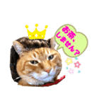 わっ君のちょっと使える日常会話（個別スタンプ：13）