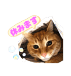 わっ君のちょっと使える日常会話（個別スタンプ：14）