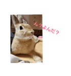 うさぎといぬ1（個別スタンプ：1）