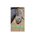 うさぎといぬ1（個別スタンプ：2）