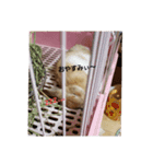 うさぎといぬ1（個別スタンプ：3）