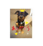 うさぎといぬ1（個別スタンプ：5）