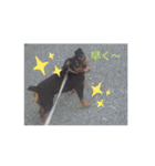 うさぎといぬ1（個別スタンプ：6）