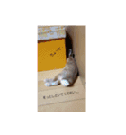 うさぎといぬ1（個別スタンプ：7）