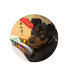 うさぎといぬ1（個別スタンプ：8）
