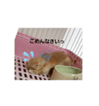 うさぎといぬ1（個別スタンプ：10）