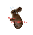 うさぎといぬ1（個別スタンプ：11）