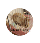 うさぎといぬ1（個別スタンプ：13）