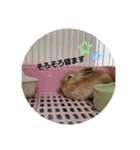 うさぎといぬ1（個別スタンプ：14）