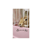 うさぎといぬ1（個別スタンプ：15）
