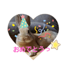 うさぎといぬ1（個別スタンプ：16）