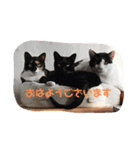 にゃんちゃんず。（個別スタンプ：3）