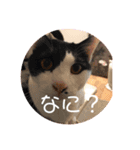 にゃんちゃんず。（個別スタンプ：4）