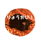 にゃんちゃんず。（個別スタンプ：5）