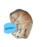 なつぽん40（個別スタンプ：2）