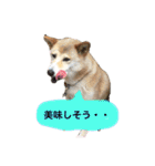 なつぽん40（個別スタンプ：5）