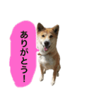 なつぽん40（個別スタンプ：7）