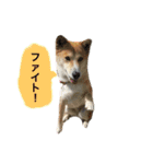 なつぽん40（個別スタンプ：11）
