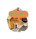 なつぽん40（個別スタンプ：15）